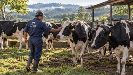 Interacción humano animal durante el manejo de bovinos y respuesta del ganado al trabajador