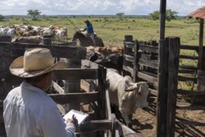 Noticias ganaderas 2026: conteo de ganado bovino en Colombia