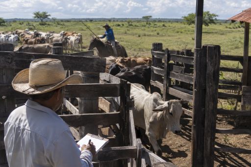 Noticias ganaderas 2026: conteo de ganado bovino en Colombia