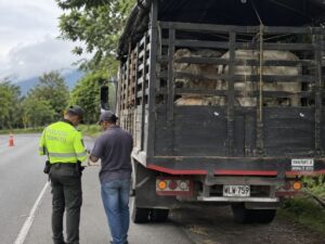 Transporte de ganado en Colombia durante la movilización de bovinos