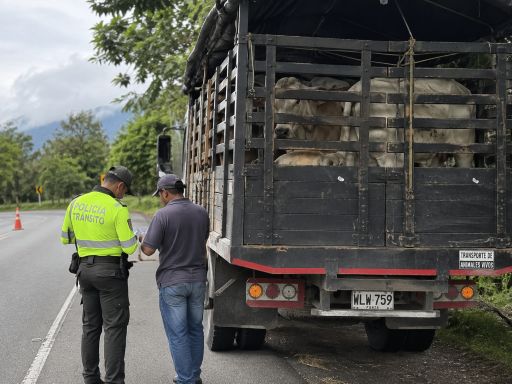Transporte de ganado en Colombia durante la movilización de bovinos