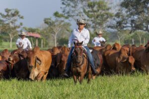 Guía de SINIGAN V6 para ganaderos colombianos