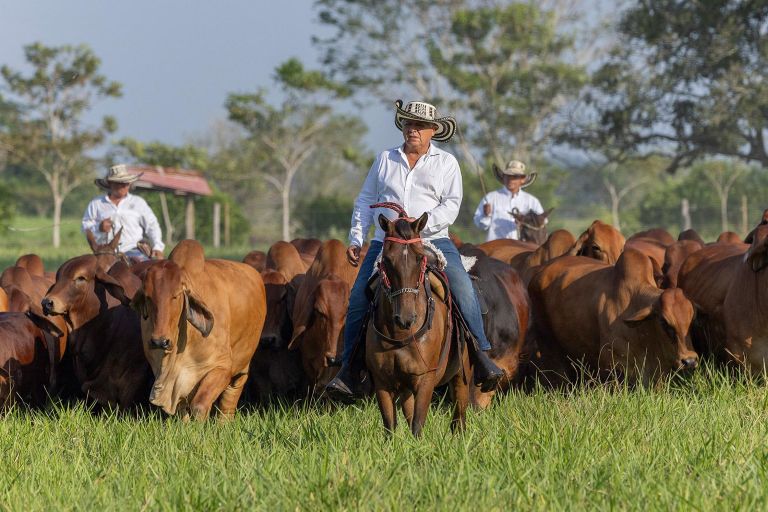 Guía de SINIGAN V6 para ganaderos colombianos